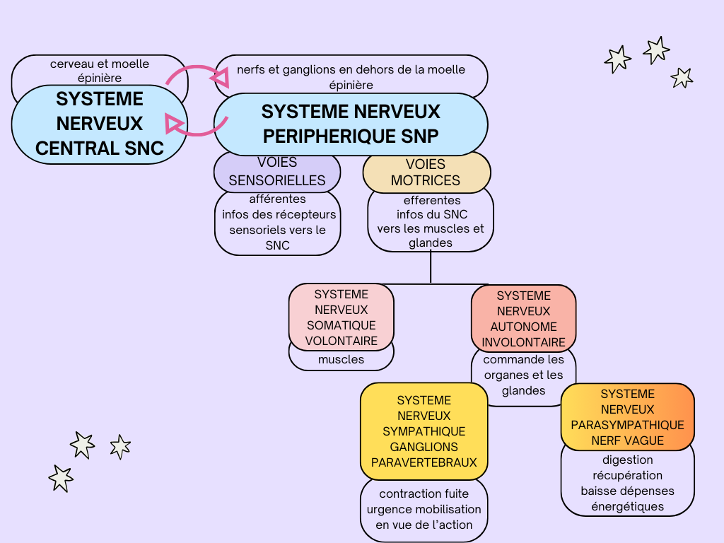 Le système nerveux périphérique comprend plusieurs branches dont le système nerveux parasympathique et sympathique
